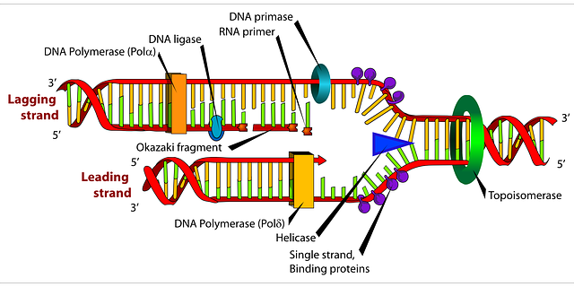 acupuntura fragmentacion adn esperma