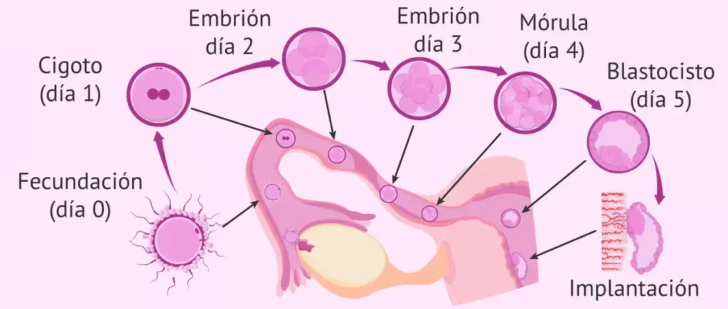 mejorar calidad ovocitaria. ciclo